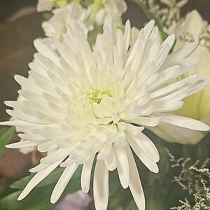 Meet your Posher, Cassondra